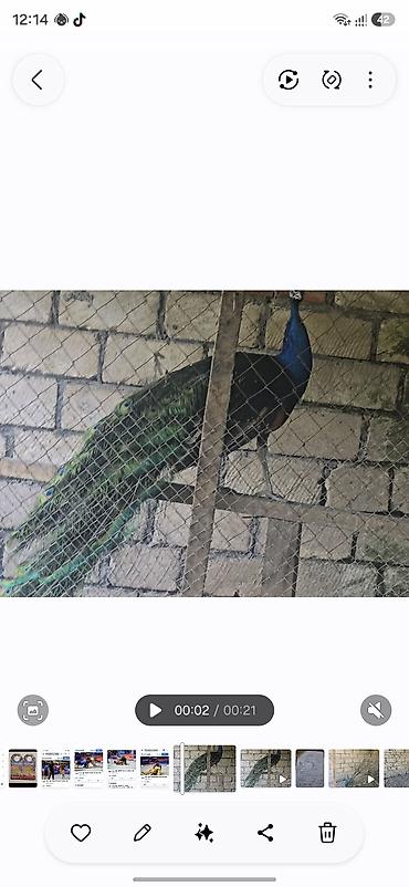 ördək balası və cücə: Məhsul: Tavus quşları (cüt) Təsvir:2 illikdiler - Avolyerdə — 3