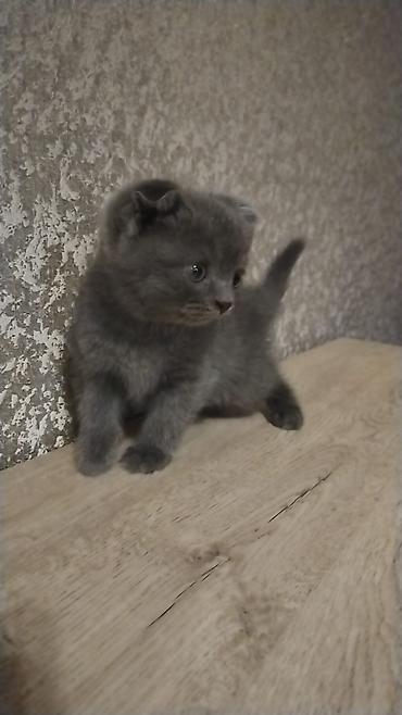pişik dişi: Şotland, Dişi, Yaxşı əllərə, Ünvandan götürmə, Ödənişli çatdırılma — 1