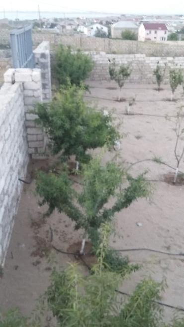 mida satis: 12 sot, Tikinti, Barter mümkündür — 8