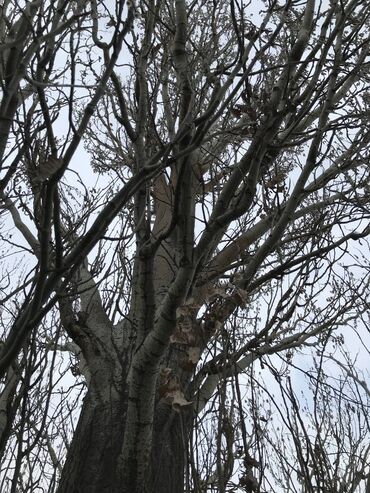 терек топол: Дерево на спил Тополь Терек На лес на дрова 175 см в обхвате у земли