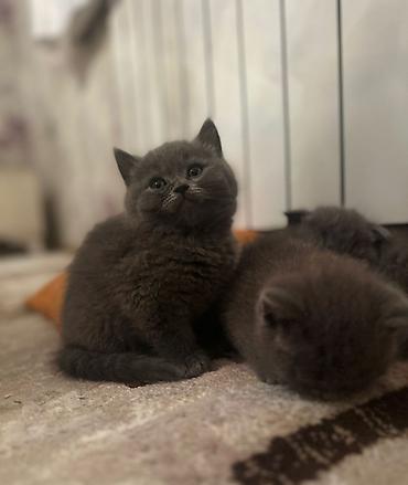 Pişiklər: Şotland — 4