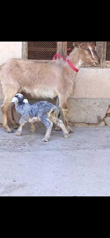 inək balası: Satılır: Ana keçi balası ilə - Növ: Yerli keçi - Komplekt: Ana keçi + — 4