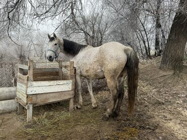 Лошади, кони: Продаю | Кобыла (самка) | Для молока, Рабочий | Мерин — 3