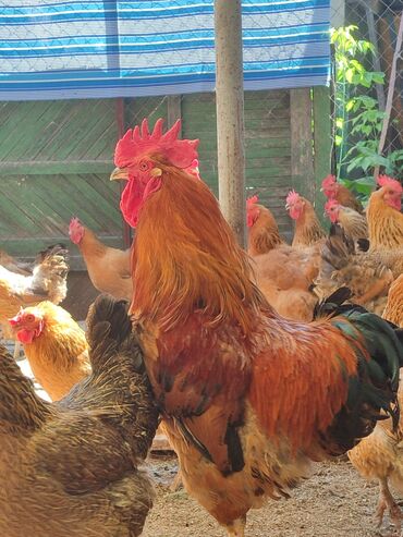 эликсир феникс цена в бишкеке: Кучинские Юбилейные. Срочно продам 2 петуха. Чистопородные, на племя