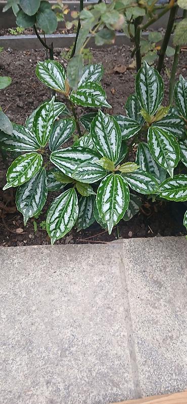 bitki dermanlari: Hipestes (Hypoestes phyllostachya) – “çəkilli yarpaq” dekorativ bitki — 2