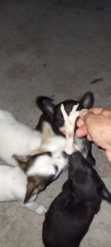 malamut satılır: Salam sekilde gorduyuz zivanoklarin balalari satilir temiz qan yeri — 4
