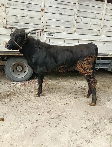 Inəklər, öküzlər: Inəklər, öküzlər — 1