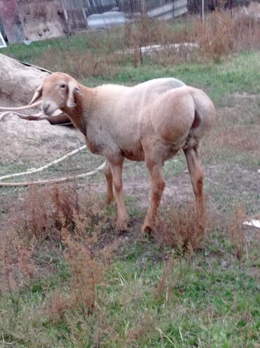 продажа баранов в бишкеке: Продаю | Ягненок | Эдильбаевская, Гиссарская | На забой | Кастрированные