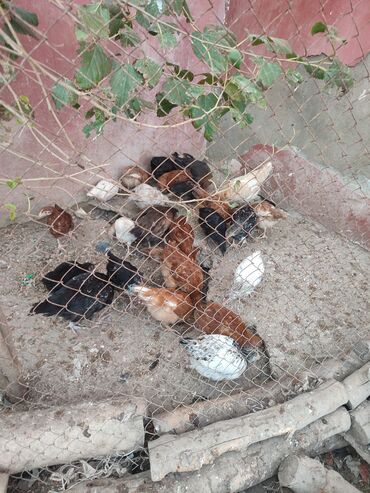 Digər quşlar: 2-3-4 aylıq cucelerdi.vaksinleri olub lasota çiçək vaksini.vitaminleri -da lalafo.az — 2 Digər quşlar: 2-3-4 aylıq cucelerdi.vaksinleri olub lasota çiçək vaksini.vitaminleri — 2