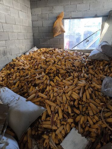 купить саженцы павловнии в бишкеке: Зерновые культуры