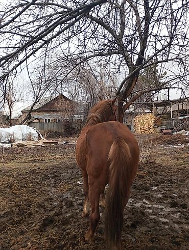 Лошади, кони: Продаю | Конь (самец) | Рабочий — 7