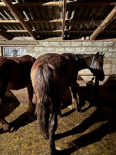 Лошади, кони: Продаю | Кобыла (самка), Конь (самец), Жеребенок | Полукровка | На забой, Для разведения, Для молока — 21