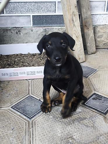 it sortu: Doberman, 1 ay, Dişi, Pulsuz çatdırılma — 1