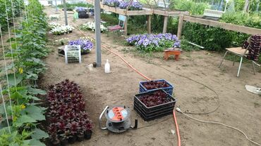 Теплицы: Ищу инвестора для масштабирования тепличного хозяйства и развития — 23