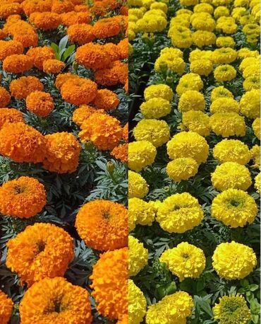 Otaq bitkiləri: Marigold gülərin satışı ! biri 1.3 manat cox alana endirim edərəm lalafo.az -da Otaq bitkiləri: Marigold gülərin satışı ! biri 1.3 manat cox alana endirim edərəm