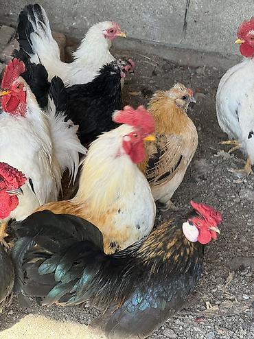 Куры, петухи: Продаю | Куры, Петух — 3