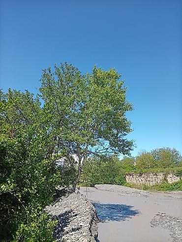 mehemmedi torpaq: 38 sot, Mülkiyyətçi, Kupça (Çıxarış) — 3