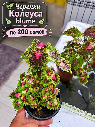 купить чеснок на посадку: Колеусы (Coleus) — декоративно-лиственные комнатные растения с яркой — 2