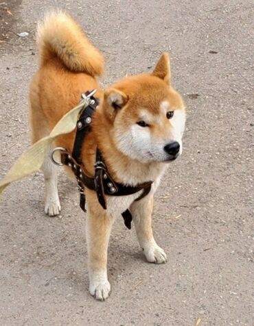 японская порода собак акита: Предлагаются к продаже щенки обалденный породы японской Шиба-ину, есть