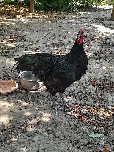 meşə toyuğu: Təmiz avsrolop xoruzlardi 5ayliqdi 3 kiloya yaxin çəkiləri var — 9