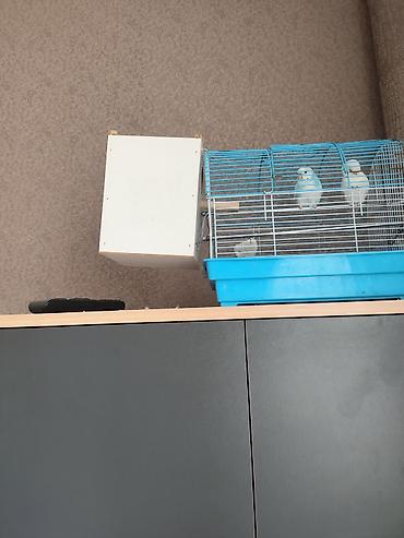 hamster satis: 1 cüt papuqay satılır heç bir xəstəliyi yoxdur sağlamdır qəfəsli — 1