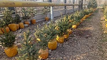 Другие товары для дома и сада: Голубой ель. Тянь-шаньский ель.береза,Пихта,Сосна, сатылат — 9