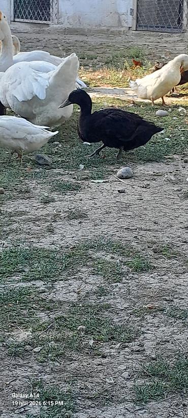 quru it yemi: Kayuqa 4-5aylığ balalar satılır bir ədədi 20azn ünvan Neftçala rayon — 1