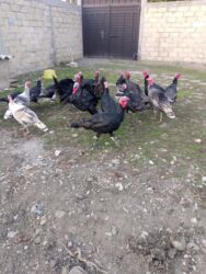 Digər heyvanlar: 20ədəd hinduşka satılır.7 atmışdılar hamisi sağlamdır . İsmayıllıda