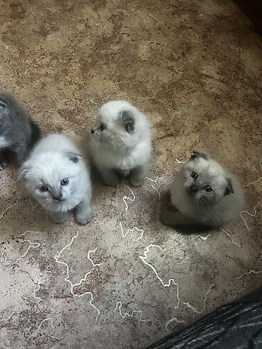 Кошки: Шотландские котята с висячими ушками (Scottish Fold). Окрас — 4