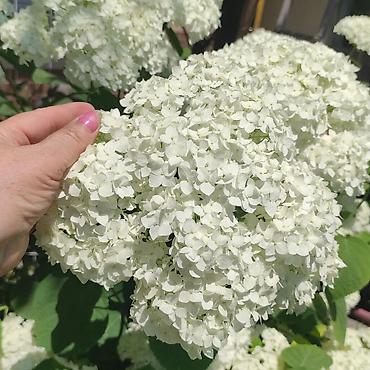Hydrangea saplings & cuttings: Садовые цветы — 14