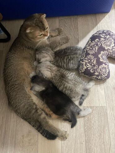 домик для кота: Бронирование Шотландских котят,мать Привозная - два котёнка