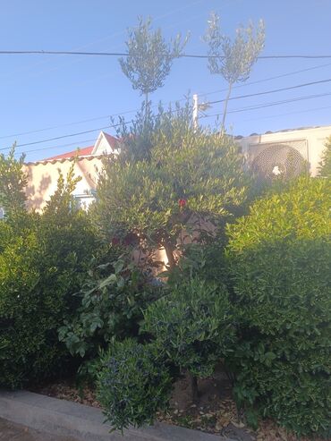 Ağaclar: Salam. Dekarativ zeytun agacıdi budamamişam hələ