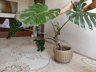 искусственные цветы для декора оптом: Монстера делициоза (Monstera deliciosa) в напольном кашпо. - Крупное