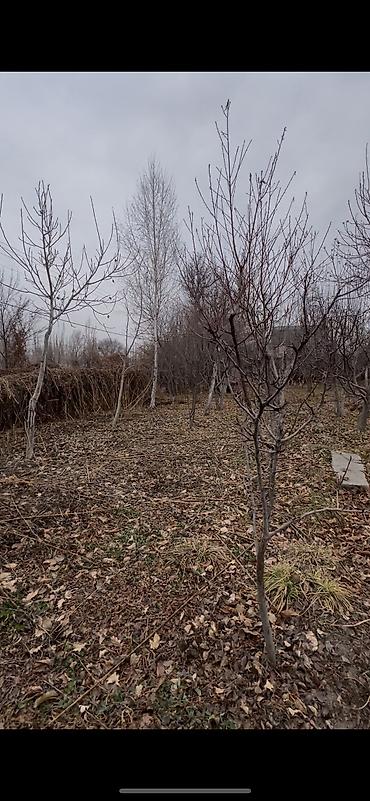 Продажа участков: 5 соток, Договор купли-продажи, Тех паспорт at lalafo.kg — 3 Продажа участков: 5 соток, Договор купли-продажи, Тех паспорт — 3