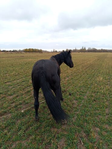 купить породистую собаку: Продаю | Жеребец | Рабочий