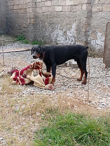 doberman satışı: Doberman, Erkək, Peyvəndli — 5