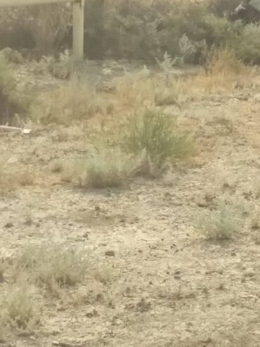 Torpaq sahələrinin satışı: 1100 sot, Kənd təsərrüfatı, Barter mümkündür, Bələdiyyə — 3