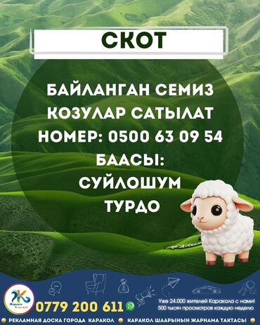 БАЙЛАНГАН КОЗУЛАР КАРАКОЛДО САТЫЛАТ
Номер