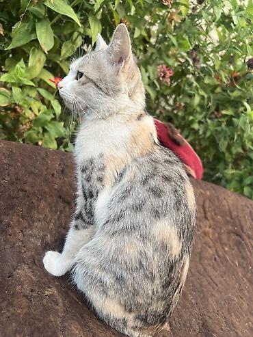 кошка арча бешик: Беспородная, 2 года, Девочка, Черепаховый, Приучена к лотку — 2