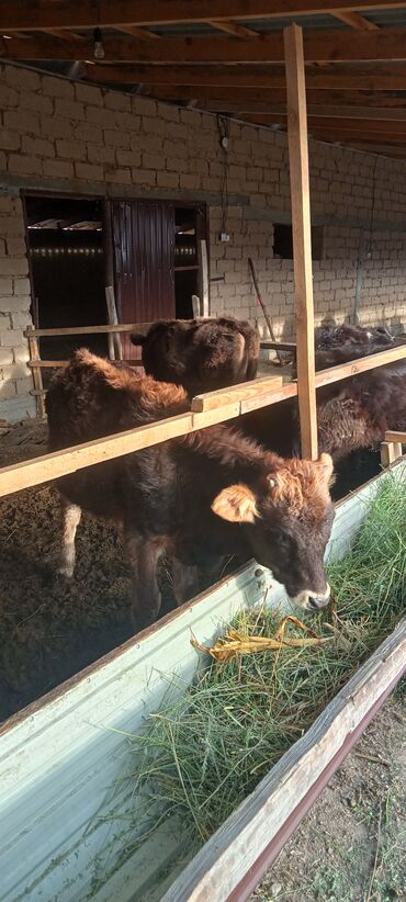 Коровы, быки: Продаю | Тёлка | Полукровка | На откорм | Племенные — 4