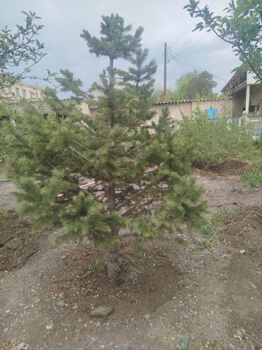удобрения для клубники: Саженцы деревьев: Ели, Самовывоз
