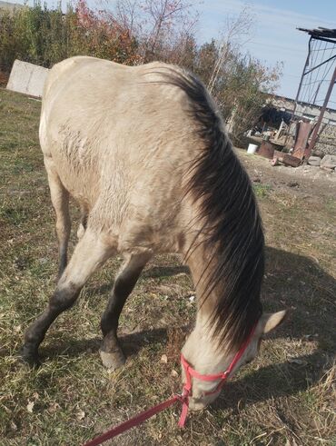 породистый бычки: Продаю | Кобыла (самка) | Полукровка | На забой, Для разведения, Для молока | Племенные, Осеменитель, Мерин