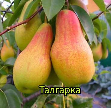 Другие фруктовые и ягодные растения: Саженцы плодовых культур (разные сорта) оптом и в розницу. Успейте — 7