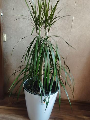 драцены: Драцена маргината (Dracaena marginata), крупное комнатное растение в — 5