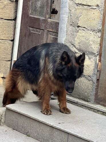 İtlər: Alman çoban iti, 1 ay, Erkek — 6