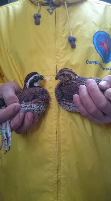 Куры, петухи: Продаю | Куры, Петух — 19