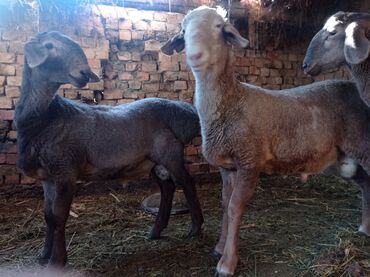 хлеб на корм: Сатам | Кочкор (эркек) | Көбөйтүү үчүн | Асыл тукумдуу lalafo.kg да хлеб на корм: Сатам | Кочкор (эркек) | Көбөйтүү үчүн | Асыл тукумдуу