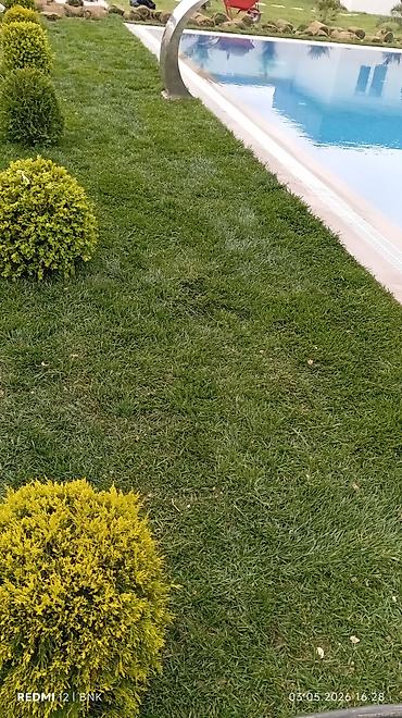 Torf: Təbbi qazon danimarka enli yarpaq çatrlma xidməti,qurasdrma cidmeti — 15