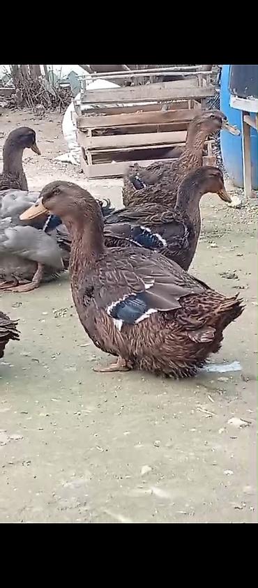 balın kilosu: Ruan ordekleri satilir. 4fere 2 erkekTemiz qan. Satishda yumurta ve — 2
