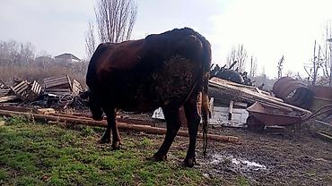 Digər heyvanlar: İney ve balasi satılır — 5